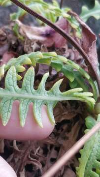 Image of Sonchus ustulatus subsp. ustulatus