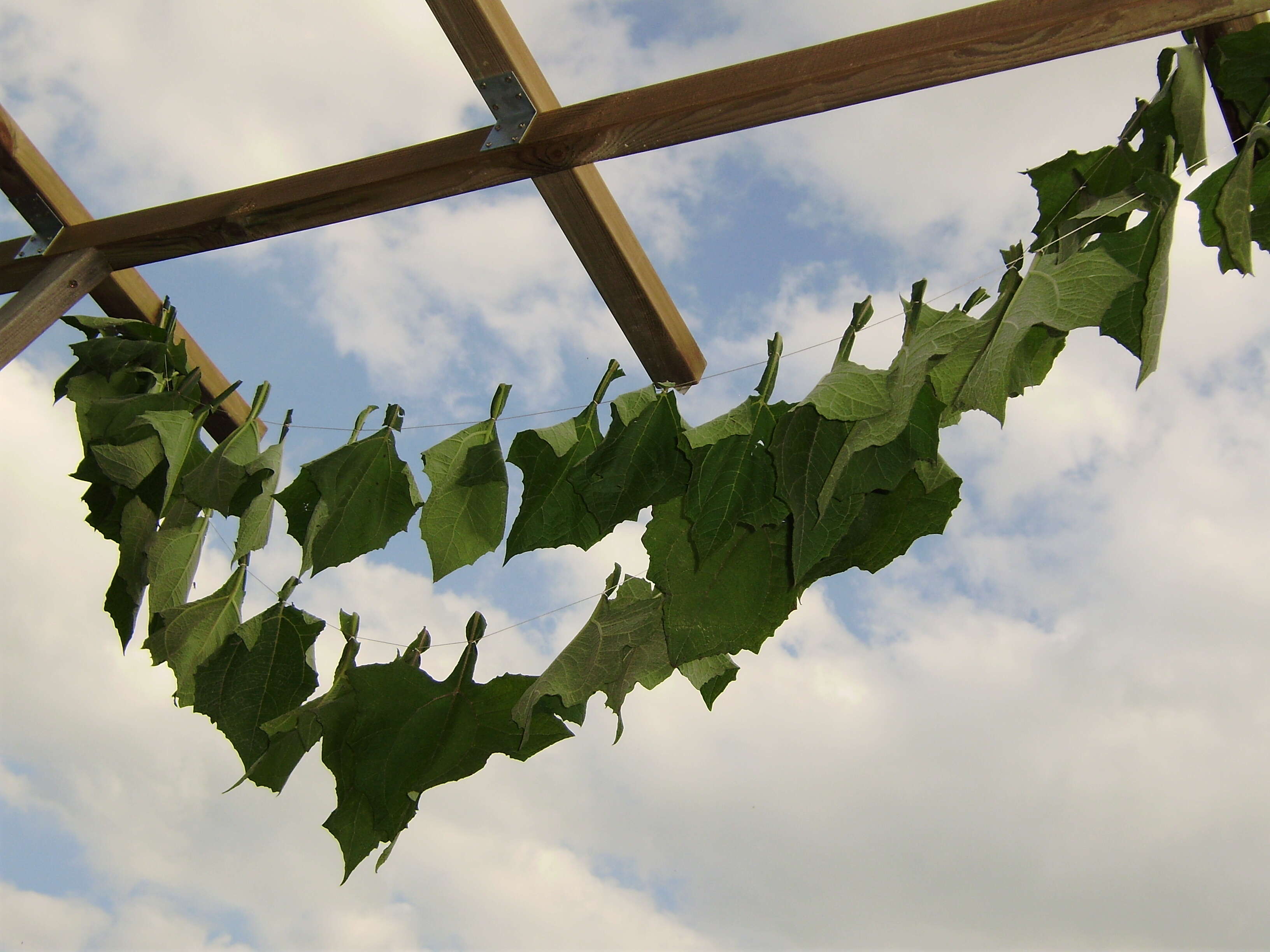 Imagem de Smallanthus sonchifolius (Poepp. & Endl.) H. Rob.