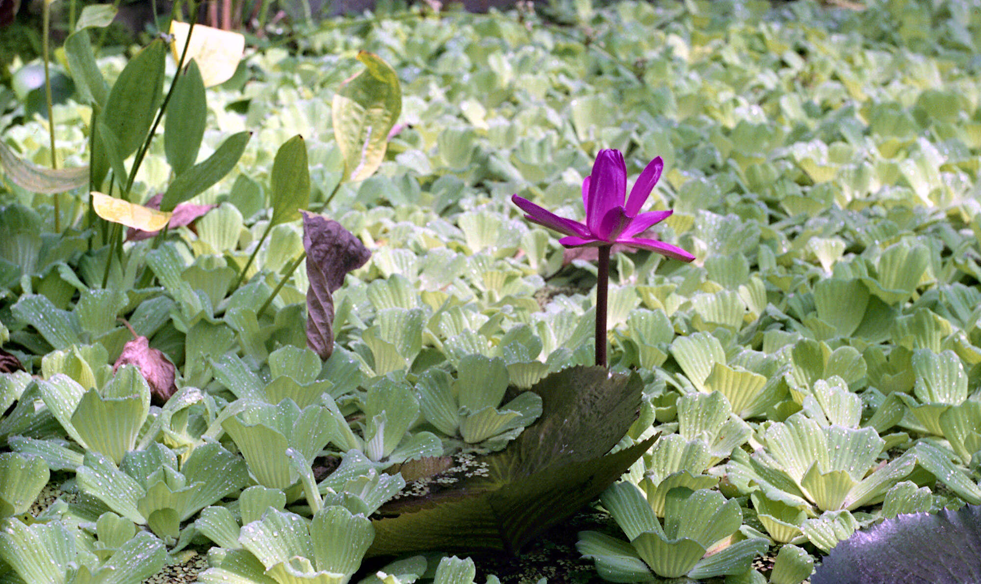 Image of pistia