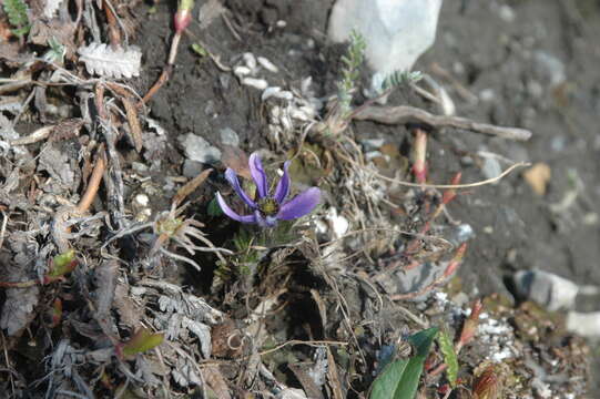 صورة Anemone multiceps (Greene) Standl.