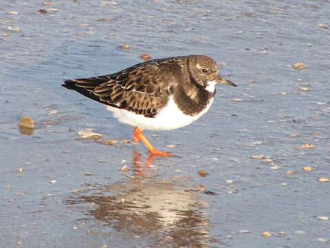 Image of Ruddy Turnstone