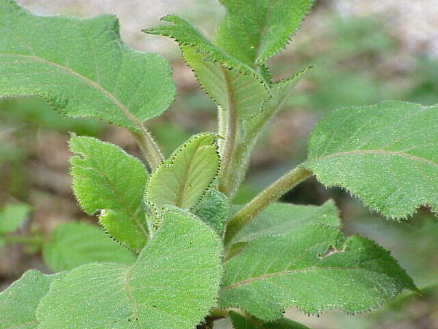 Image of Hydrangea aspera Buch.-Ham. ex D. Don