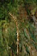 صورة Festuca subuliflora Scribn.