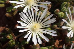 Imagem de Drosanthemum framesii L. Bol.