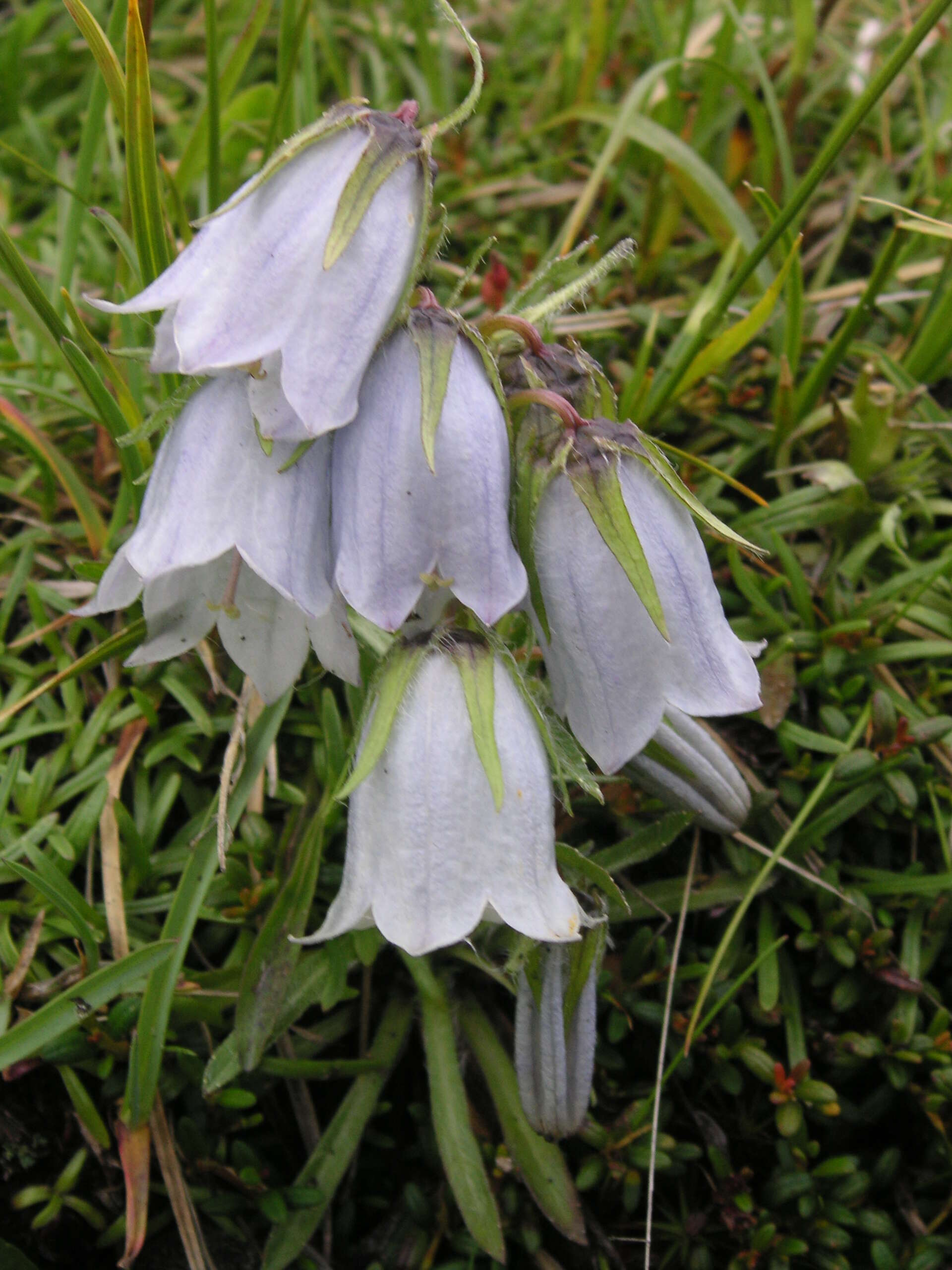 Image of Alpine Bellflower