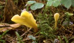 Image of Cudoniaceae