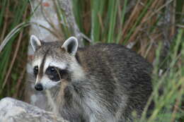 Image of raccoons