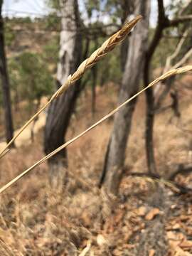 Image of Heteropogon triticeus (R. Br.) Stapf ex Craib