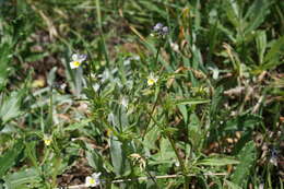 Image of Dwarf Pansy