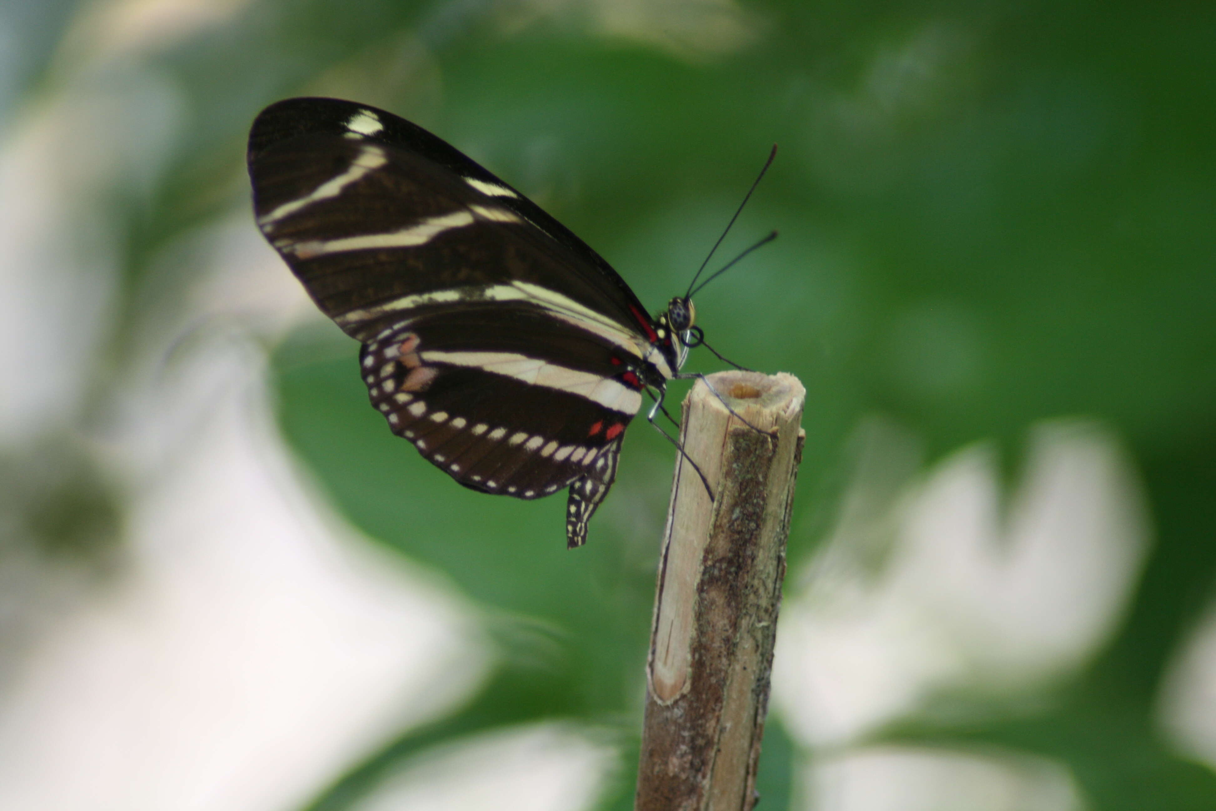 Image of Zebra Longwing