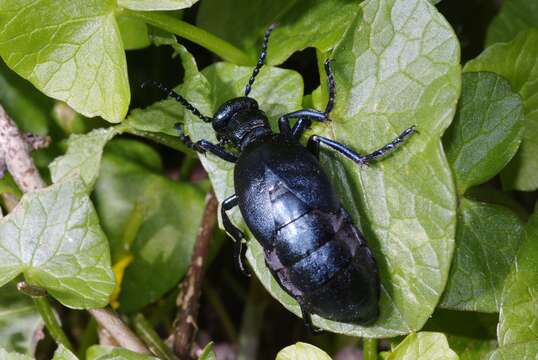 Image of Meloe violaceus