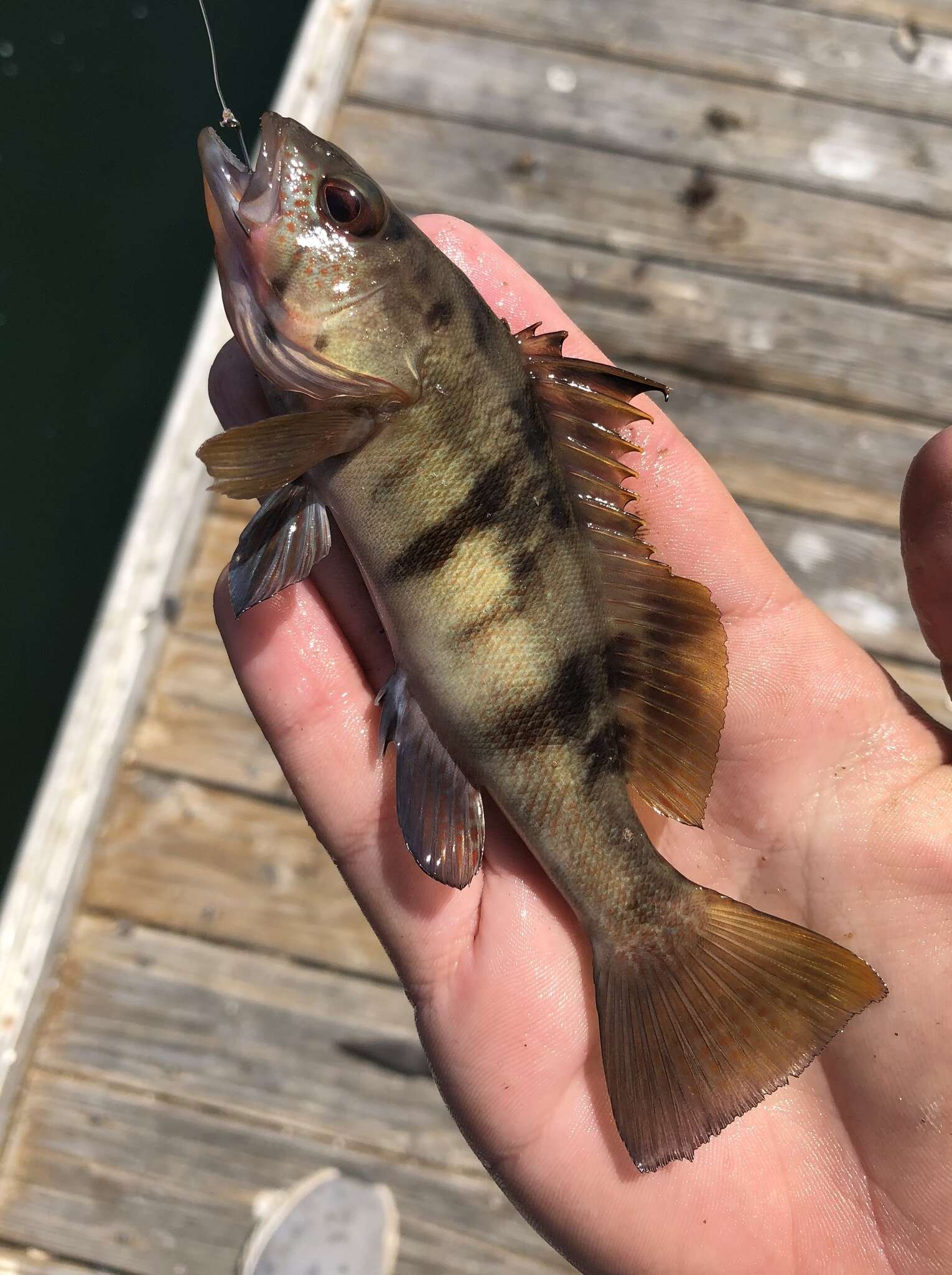 Image of Barred sand bass