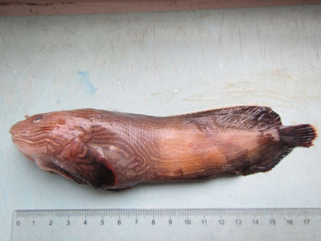 Image of Agassiz's snailfish