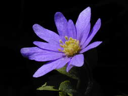 Image of Balkan Anemone