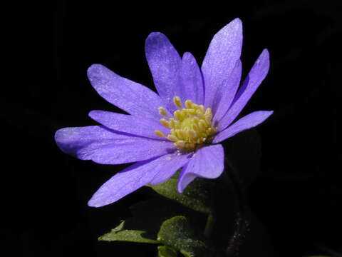 Image of Balkan Anemone