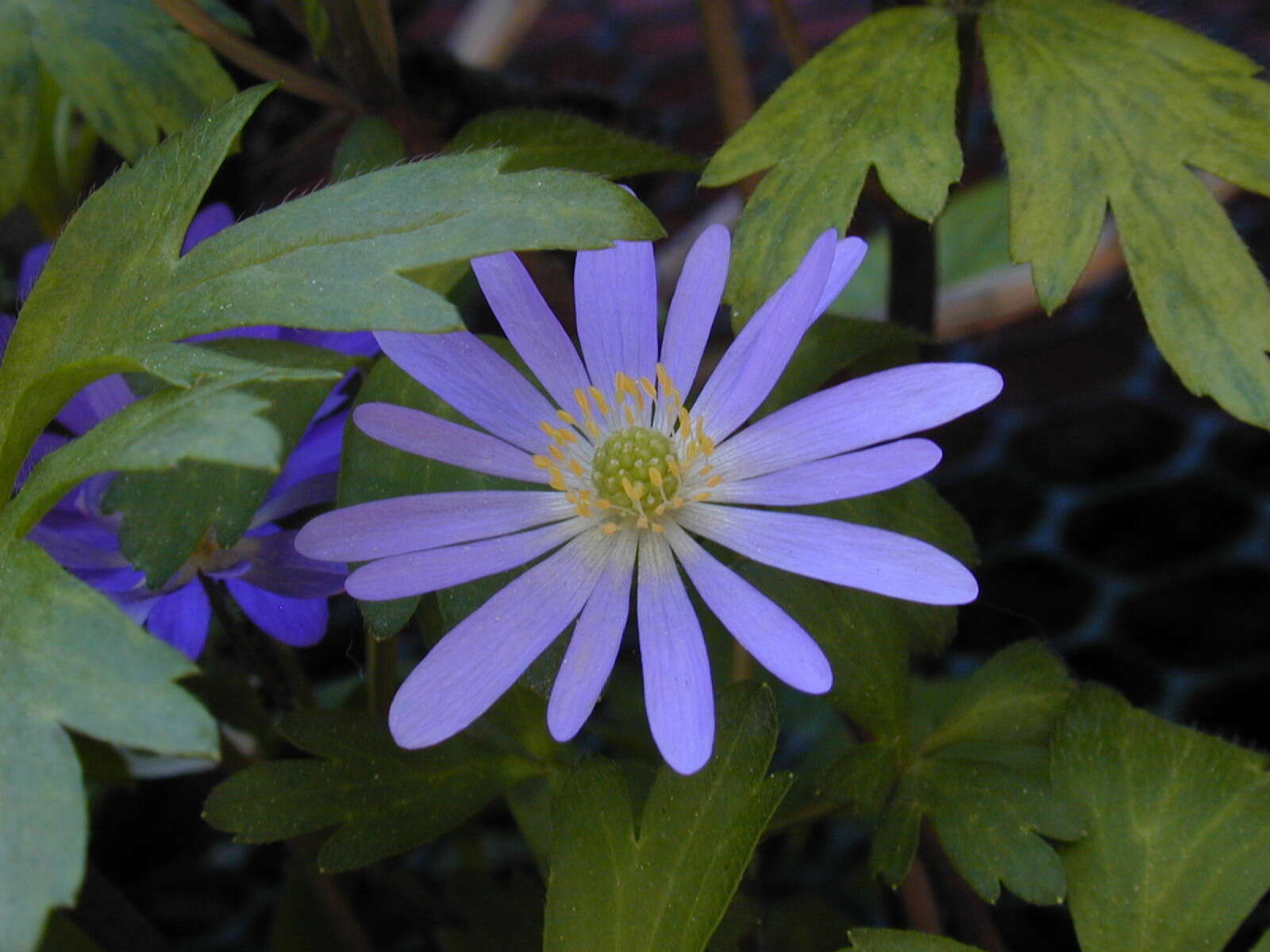 Image of Balkan Anemone