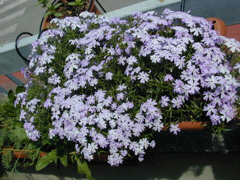 Image of moss phlox