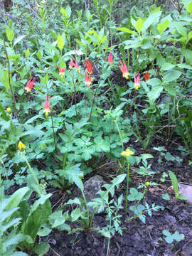 Aquilegia elegantula Greene的圖片