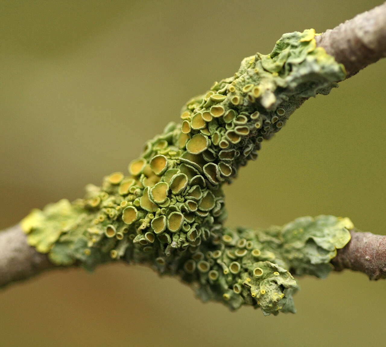 Image of orange wall lichen