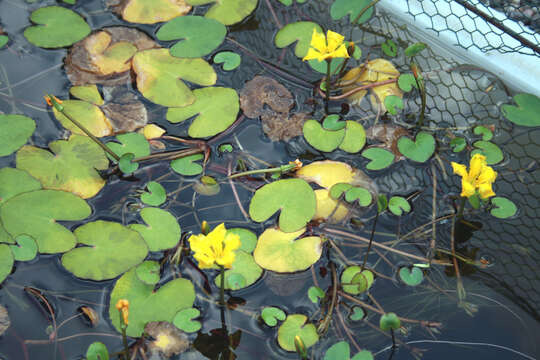 Image of yellow floatingheart