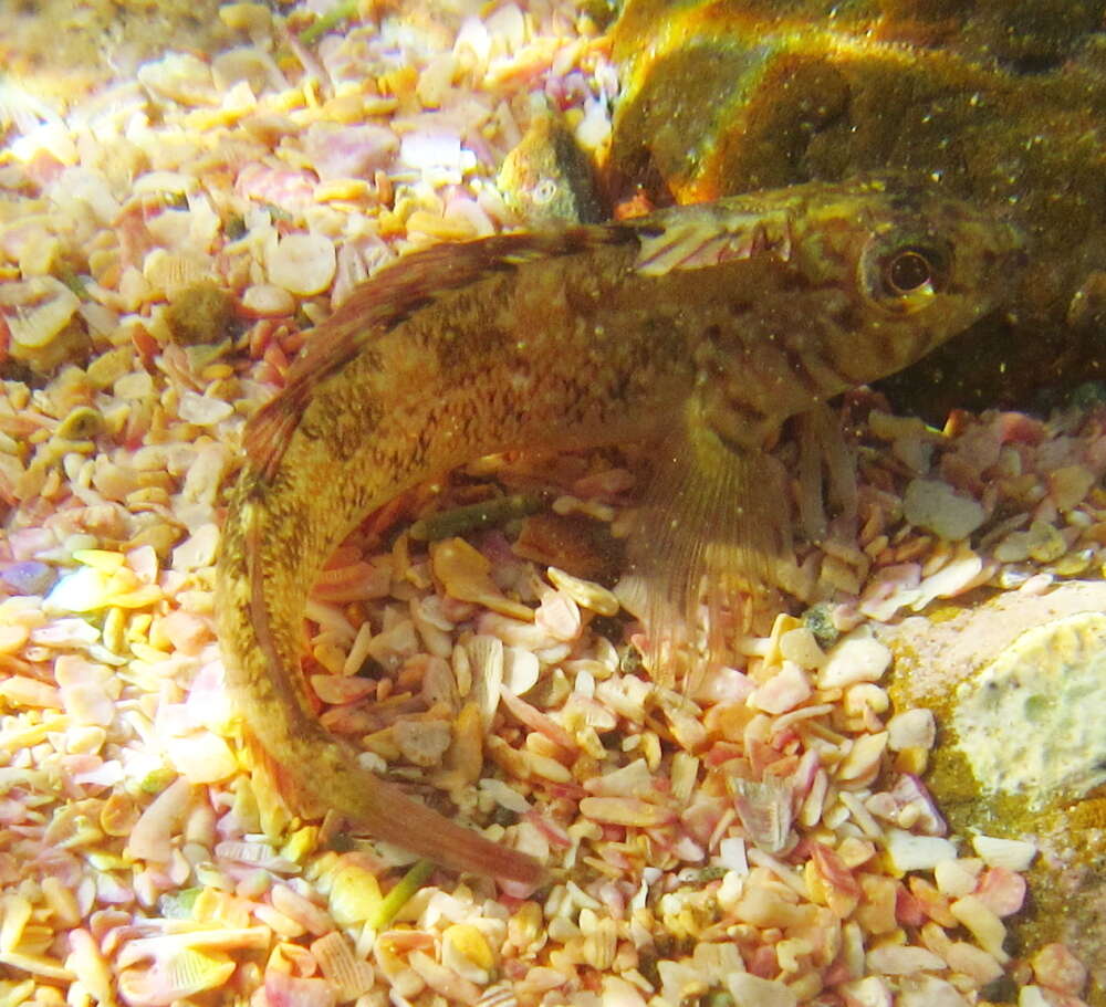 Image of Common Triplefin