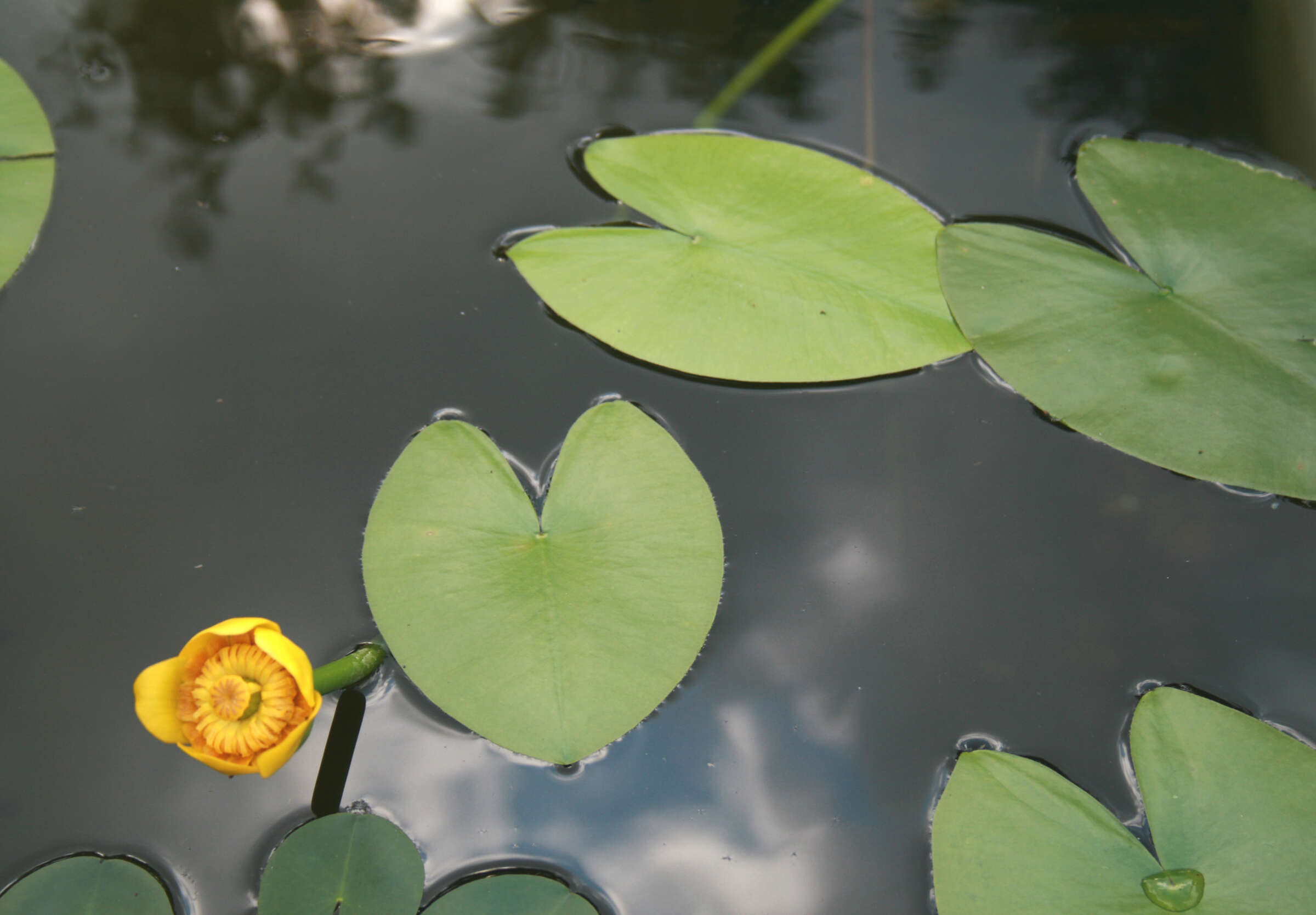 Image of Yellow Water-lily