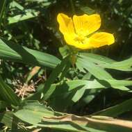 صورة Ludwigia bonariensis (Micheli) Hara