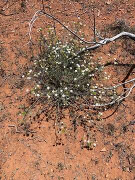 Imagem de Trachymene glaucifolia (F. Müll.) Benth.