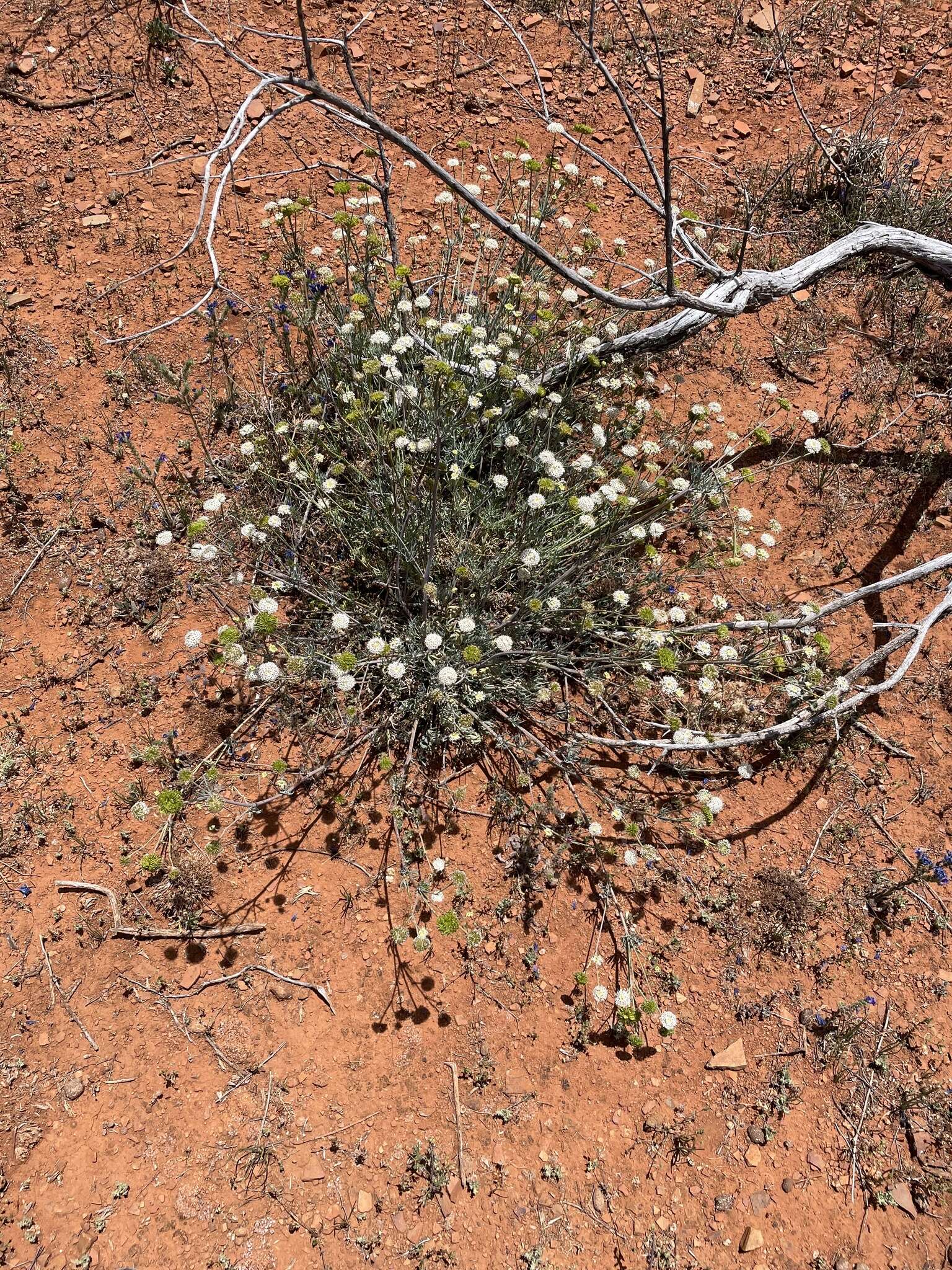 Imagem de Trachymene glaucifolia (F. Müll.) Benth.