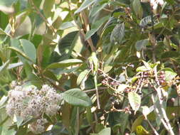 Image of Green-tailed Trainbearer