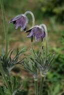 Image of pasqueflower