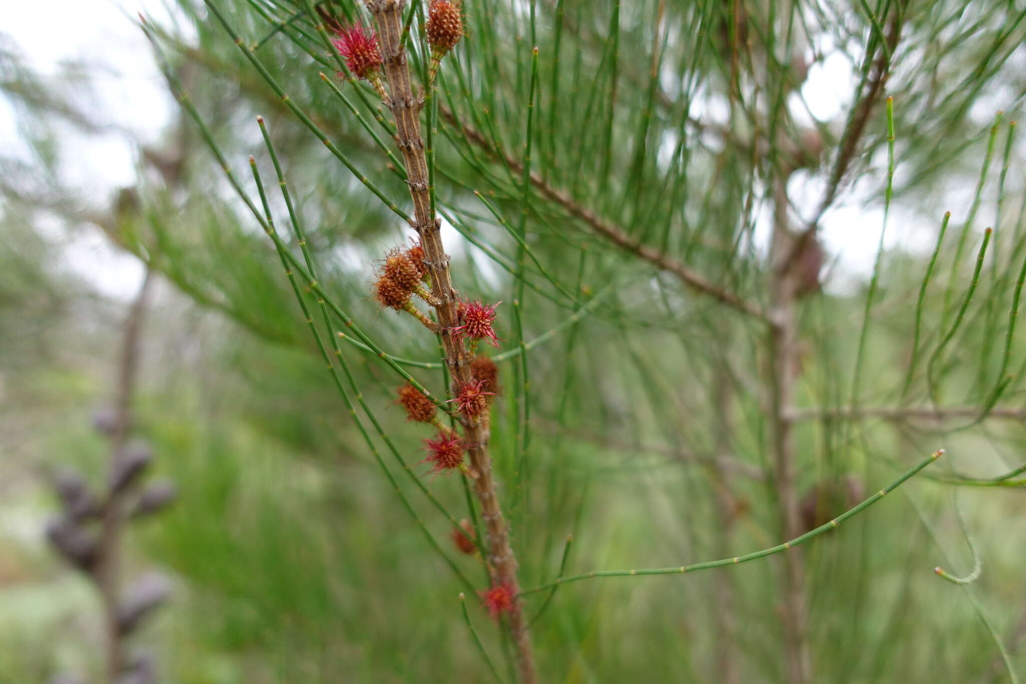 Image of Allocasuarina paradoxa (Macklin) L. A. S. Johnson