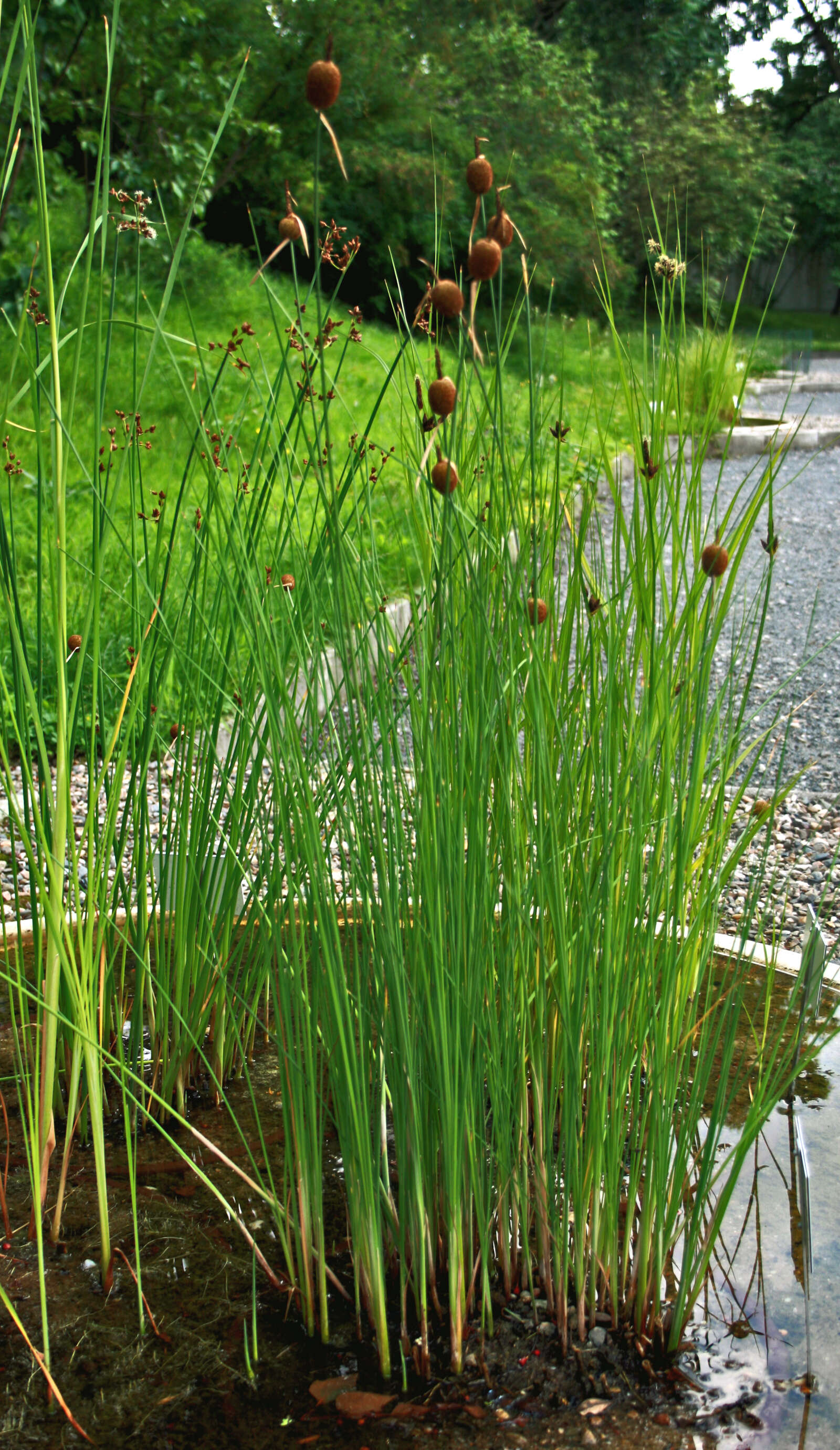 Image of Dwarf bulrush