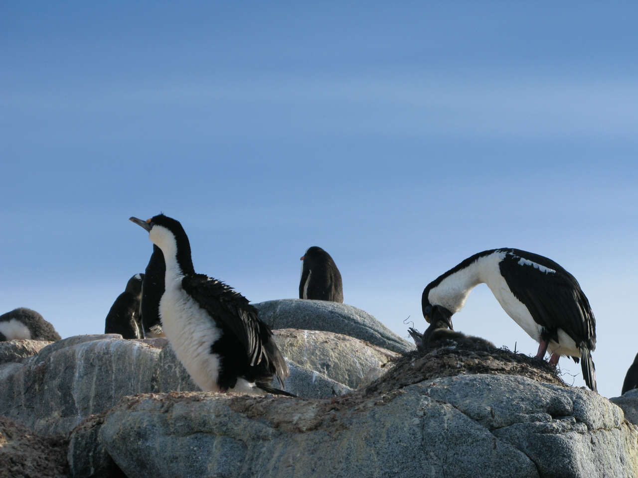 Image of Antarctic Shag