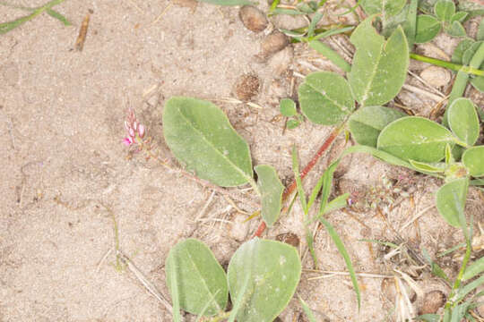 Imagem de Indigofera flavicans Baker