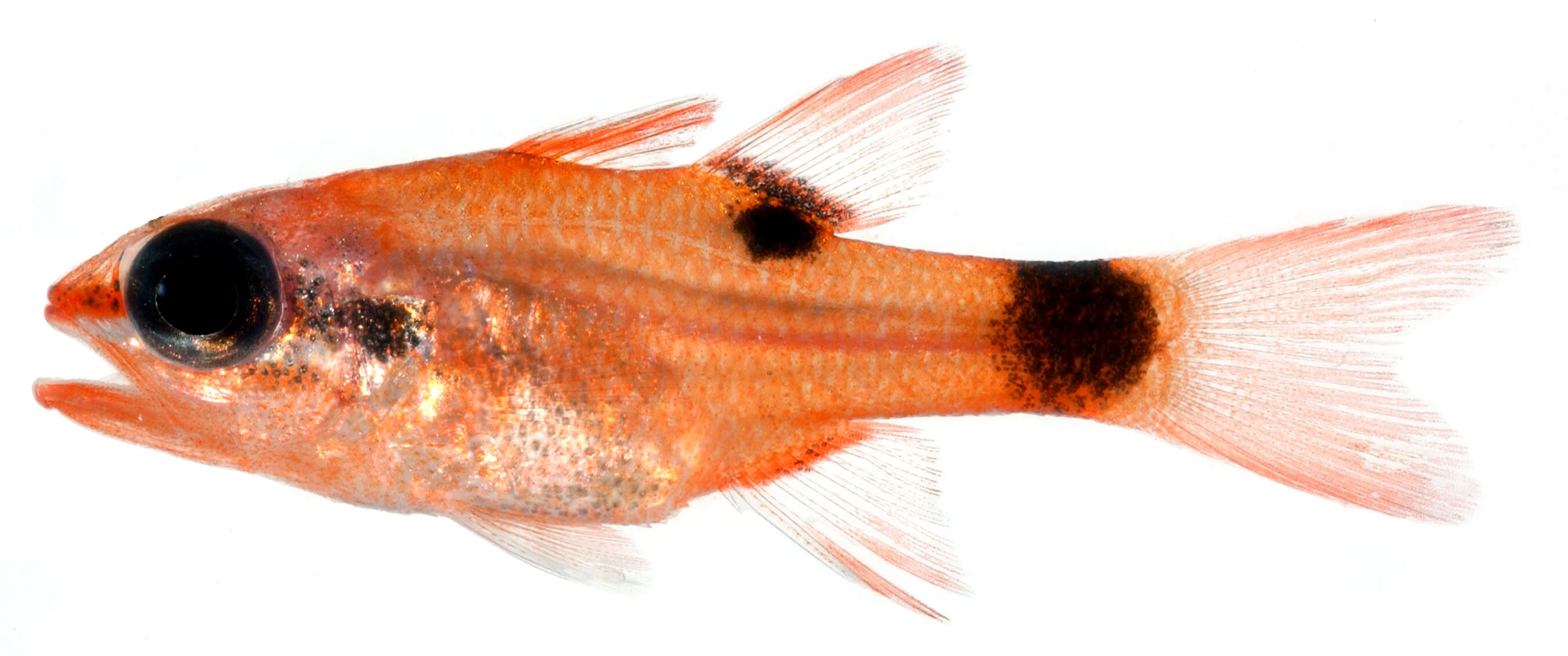 Image of Flamefish