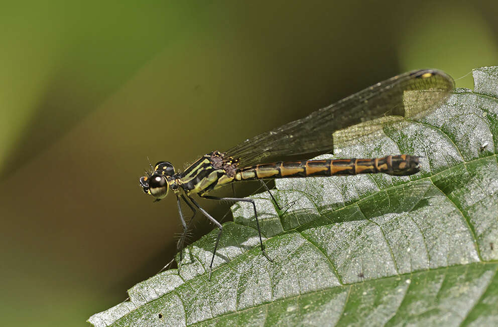 Image of Stenocypha molindica (Fraser 1948)