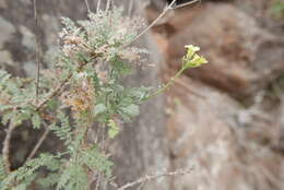 Image of Descurainia millefolia (Jacq.) Webb & Berthel.