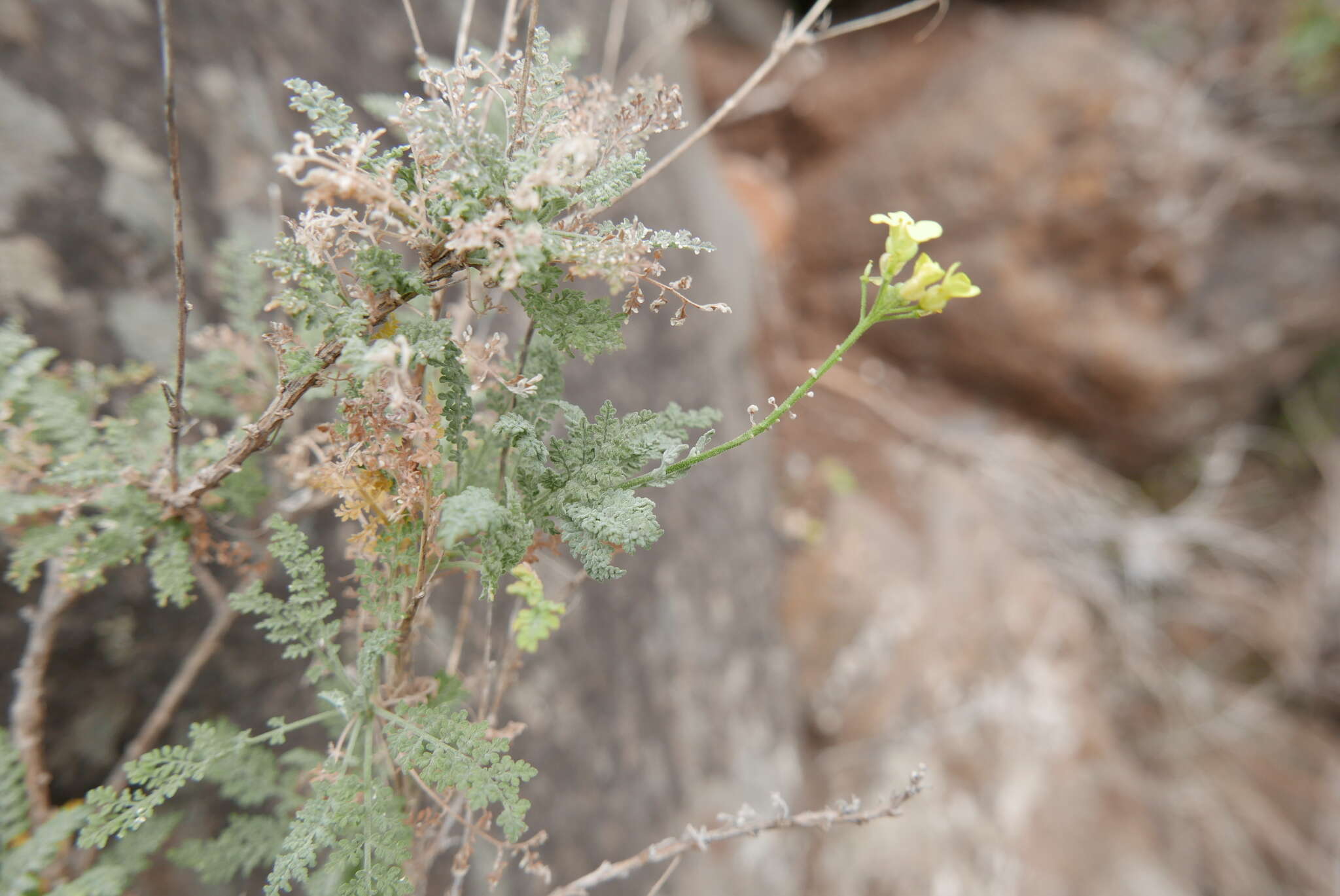 Image of Descurainia millefolia (Jacq.) Webb & Berthel.