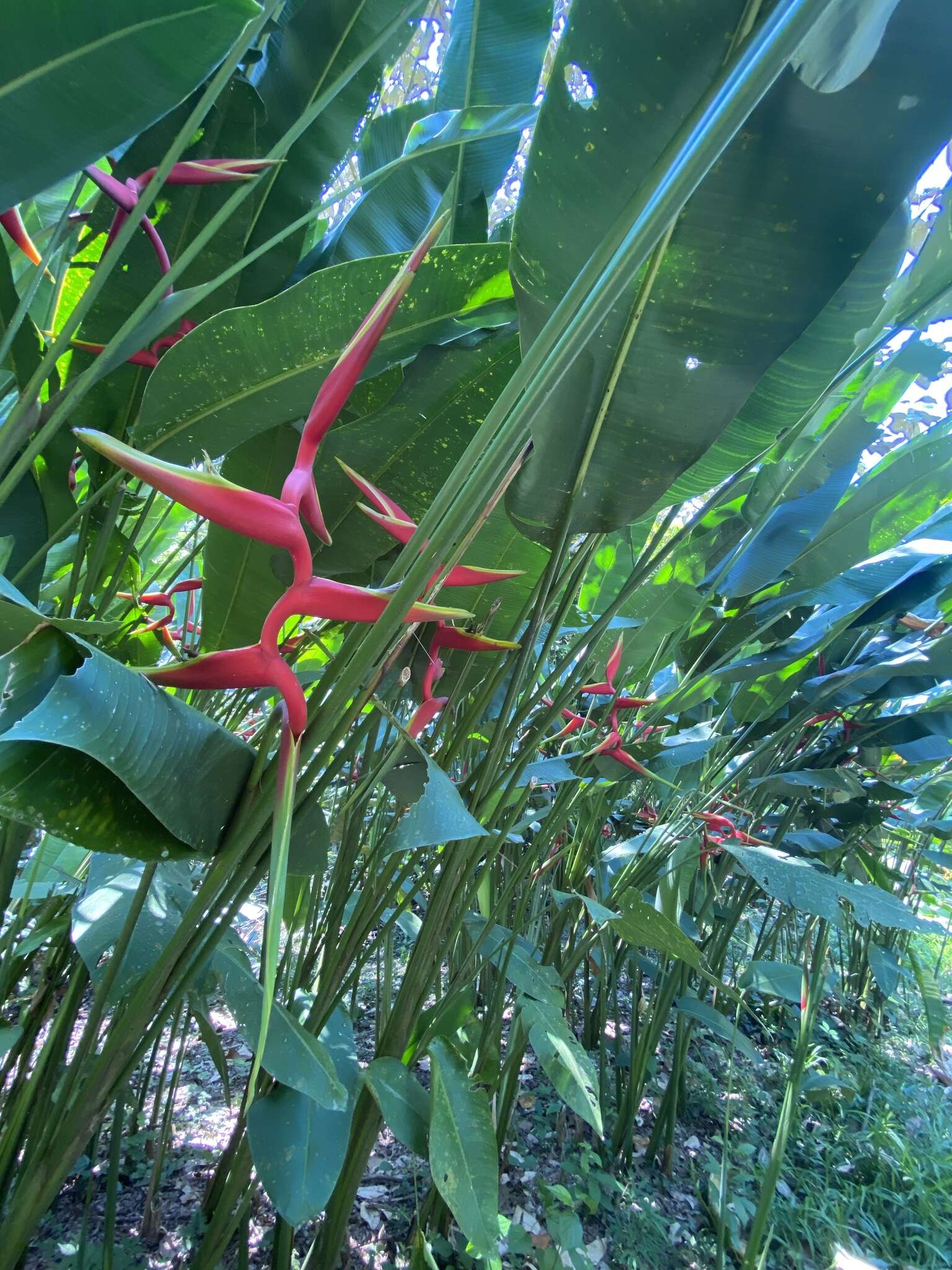 Image of Heliconia rauliniana Barreiros