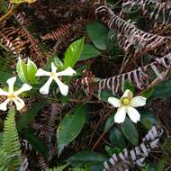 Image of Cape jasmine