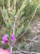 Image of thymeleaf melaleuca