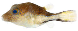 Image of Caribbean Sharpnose-puffer