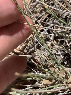 Image of Spring Mountain aster