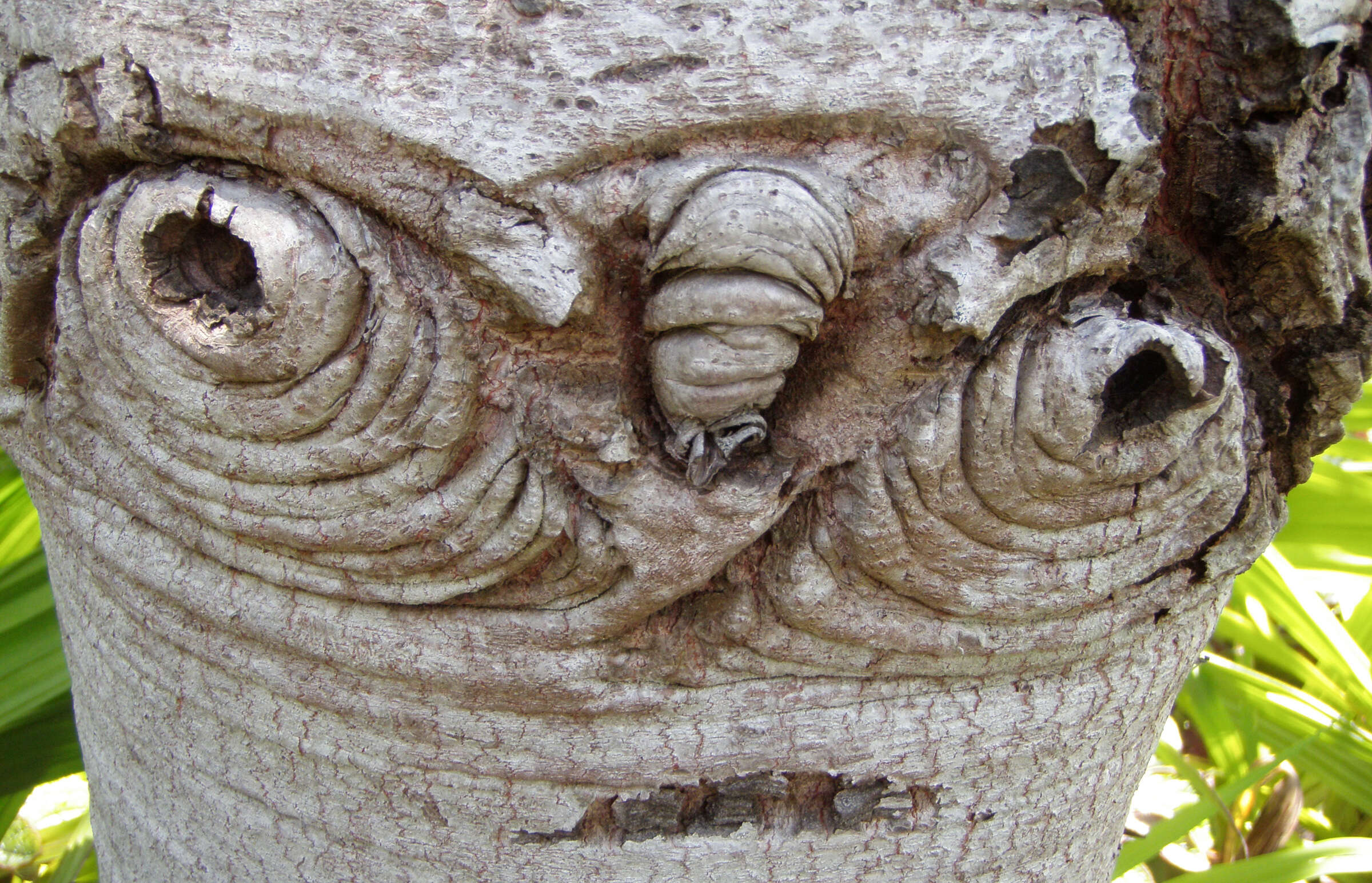 Image of Silver tree