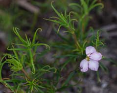 Image of Stylidium scandens R. Br.