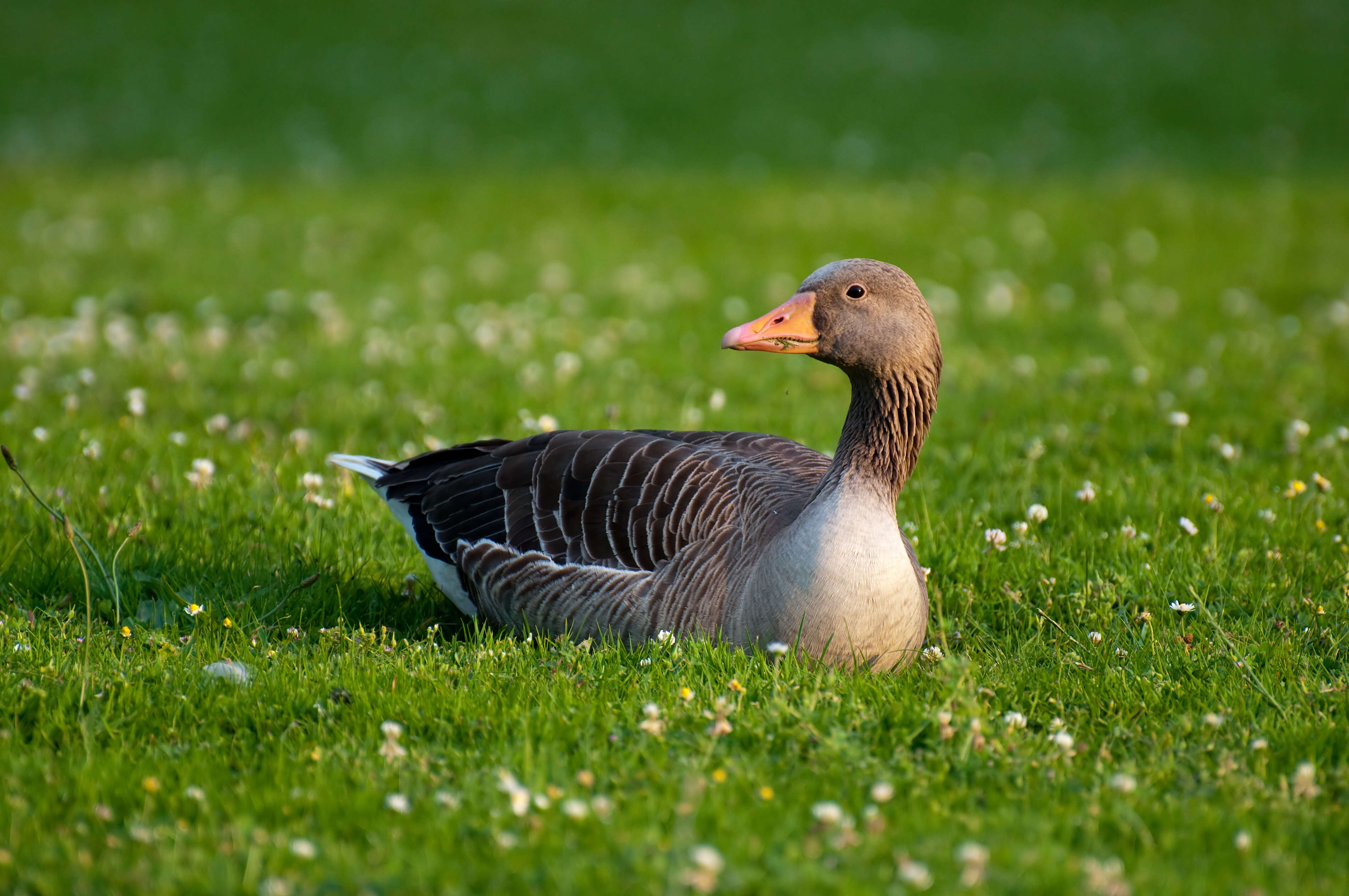 Image of Greylag Goose