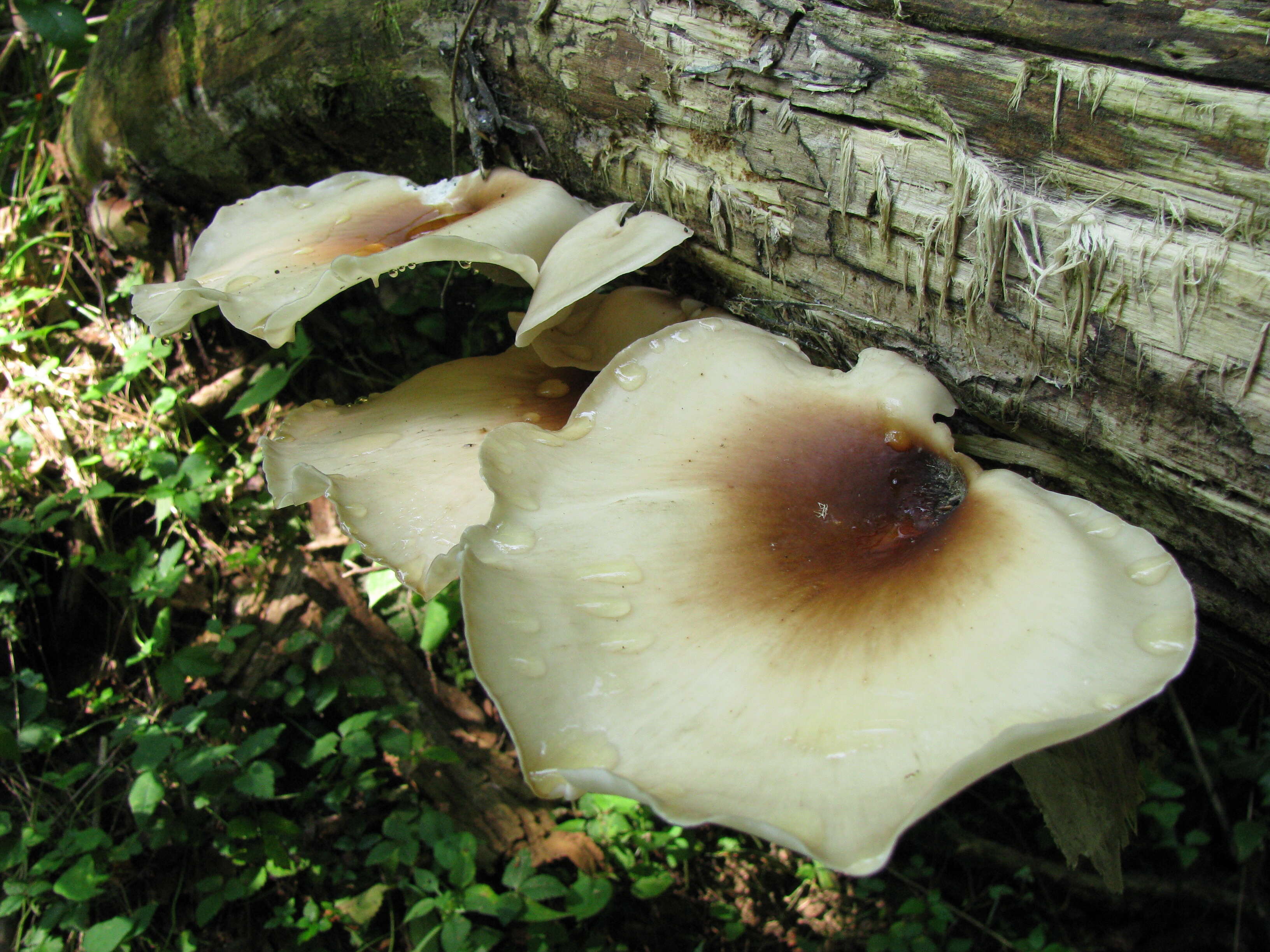 Image of black-footed polypore