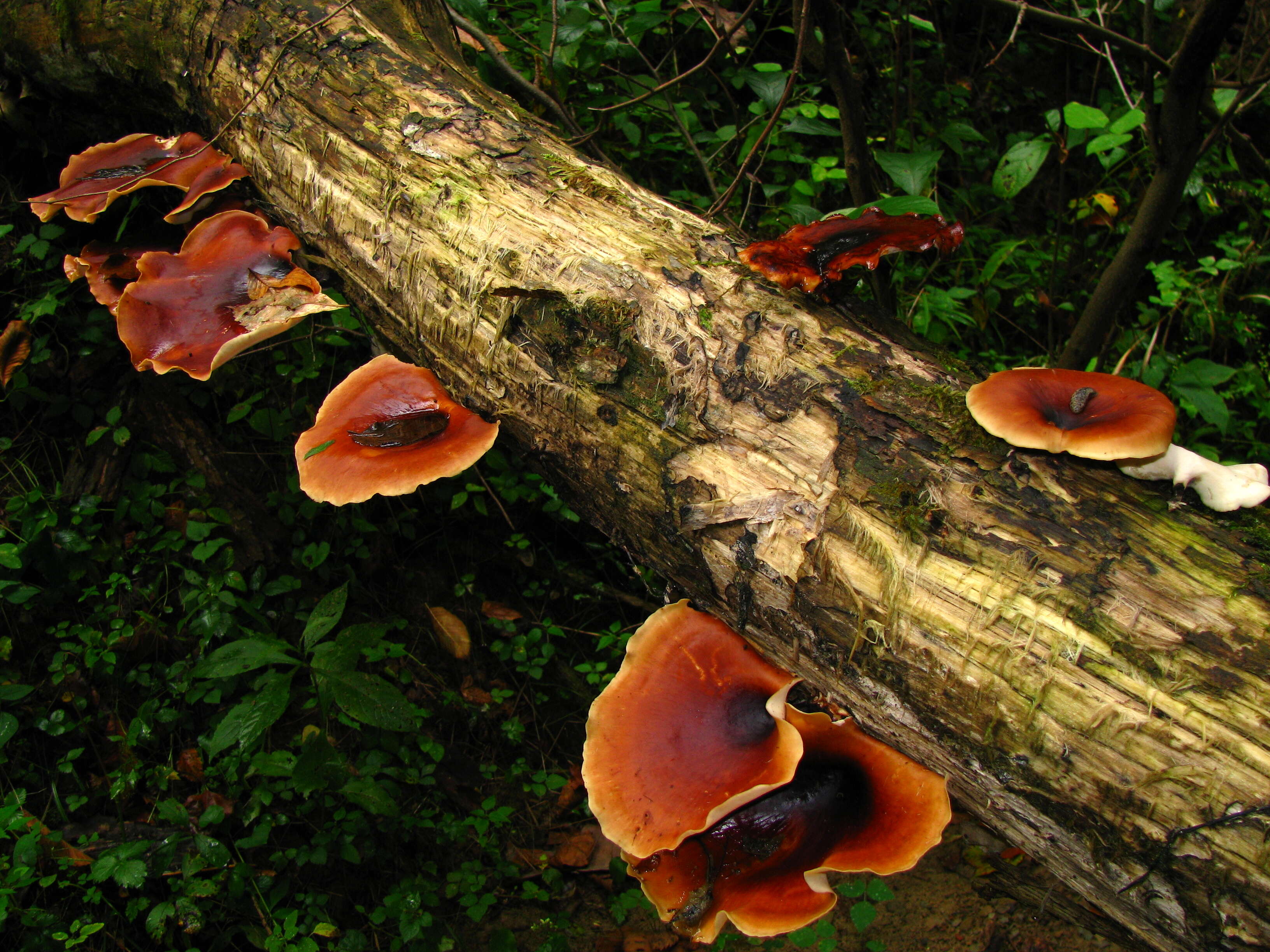 Image of black-footed polypore