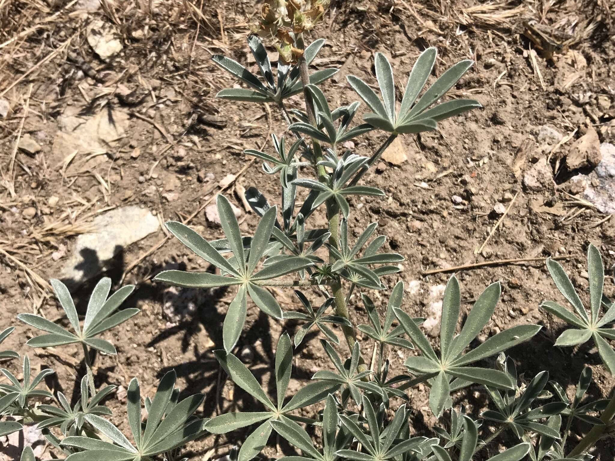 Lupinus albicaulis Douglas resmi